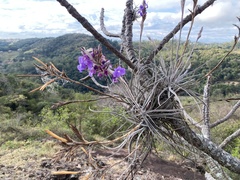 Tillandsia streptocarpa