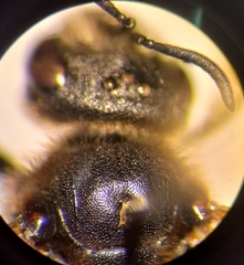 Halictus langobardicus