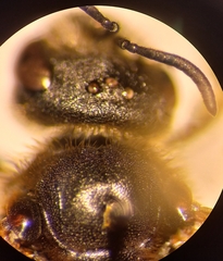 Halictus langobardicus