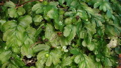 Hymenophyllum minimum