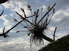 Tillandsia streptocarpa