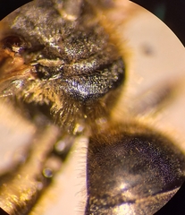 Halictus langobardicus