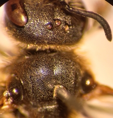 Halictus langobardicus