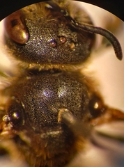 Halictus langobardicus