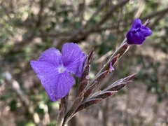 Tillandsia streptocarpa