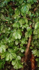 Hymenophyllum minimum