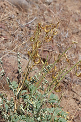 Astragalus curvicarpus curvicarpus
