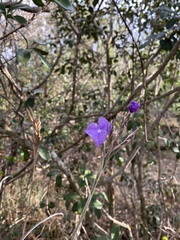Tillandsia streptocarpa