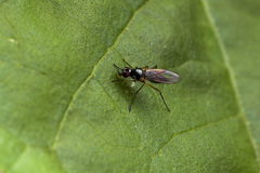 Tanypezidae