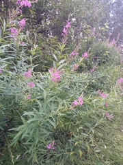 Chamaenerion angustifolium