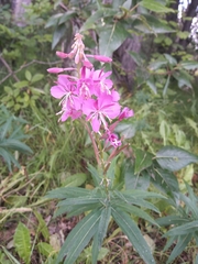 Chamaenerion angustifolium