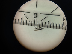 Diapriinae