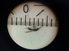 Diapriinae