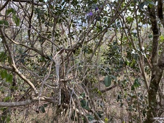 Tillandsia streptocarpa