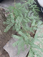 Gleditsia triacanthos