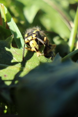 Dolichovespula arenaria