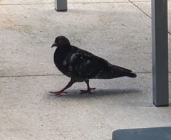 Columba livia domestica