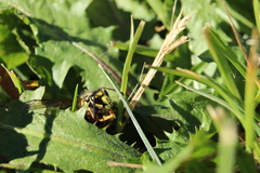 Dolichovespula arenaria