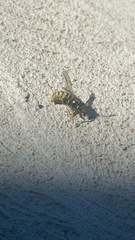 Dolichovespula arenaria