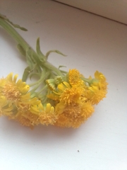 Tephroseris palustris