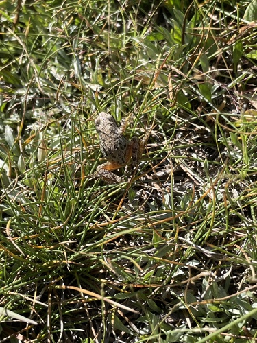 iNaturalist observation photo of Pacific chorus frog
