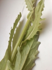 Tephroseris palustris