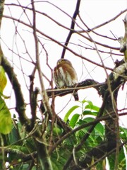 Glaucidium griseiceps