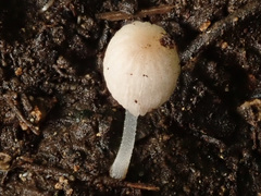 Coprinellus pellucidus