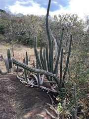 Praecereus euchlorus