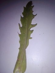 Tephroseris palustris