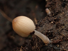 Coprinellus pellucidus