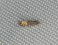 Cosmopterix magophila