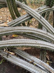 Praecereus euchlorus