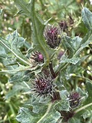Cirsium centaureae