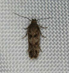 Chionodes obscurusella