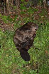 Castor fiber