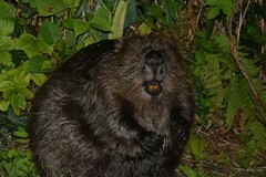 Castor fiber