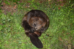 Castor fiber