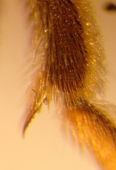 Halictus langobardicus