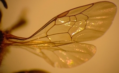 Halictus langobardicus