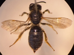 Halictus simplex