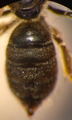 Halictus simplex