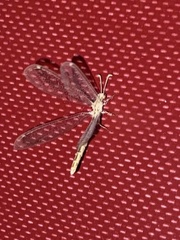Neuroleon arenarius
