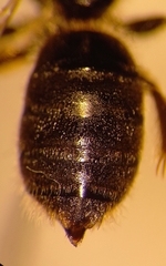 Halictus simplex