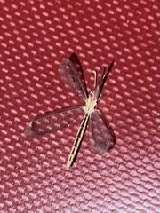 Neuroleon arenarius
