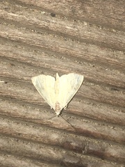 Cosmia trapezina