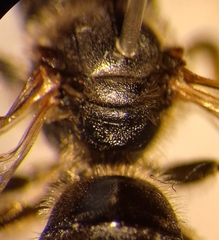 Halictus simplex