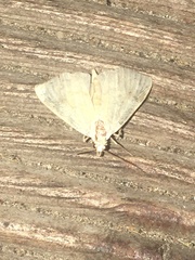Cosmia trapezina