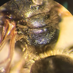 Halictus simplex