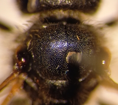Halictus simplex